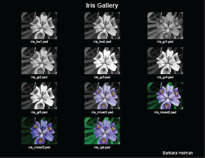 Iris Gallery